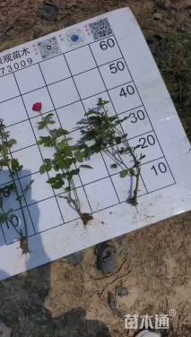 高度35厘米月季