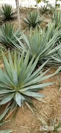 高度80厘米剑麻