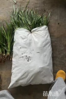 高度30厘米吉祥草