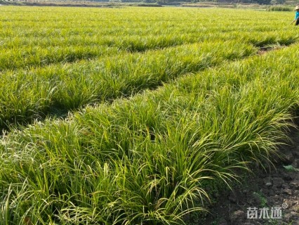 高度25厘米金叶菖蒲
