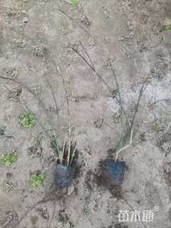 高度100厘米迎春花