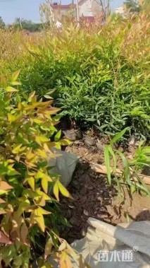 高度30厘米南天竹小苗