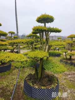 25公分造型亮晶女贞