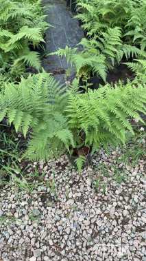 高度30厘米针毛蕨