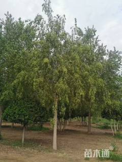 18公分桃叶卫矛