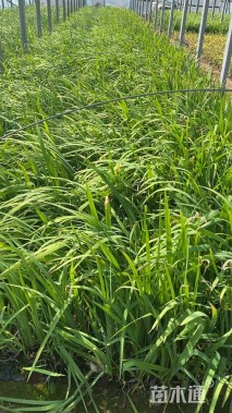 高度10厘米西伯利亚鸢尾