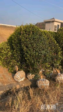 高度200厘米茶梅柱