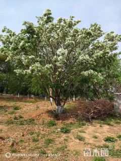 高度800厘米丛生流苏