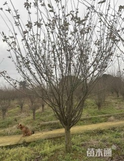 10公分低分枝垂丝海棠