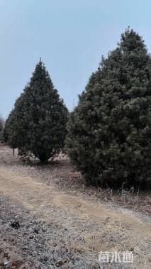 高度300厘米白皮松