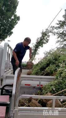 高度80厘米蔷薇