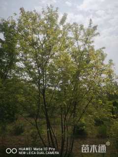 高度420厘米丛生茶条槭