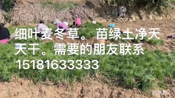 高度10厘米细叶麦冬草