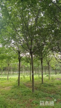 20公分朴树