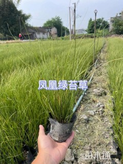 高度30厘米青绿苔草