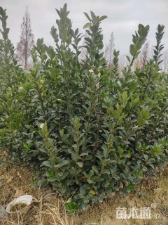 高度60厘米大叶黄杨