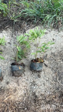 高度30厘米毛鹃小苗