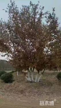 高度1000厘米丛生蒙古栎