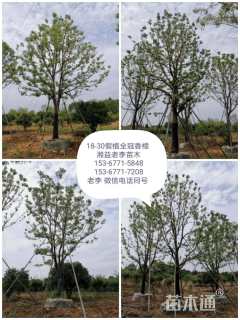 20公分丛生香樟