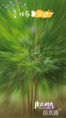 60公分丛生乌桕