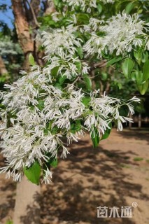 15公分流苏树
