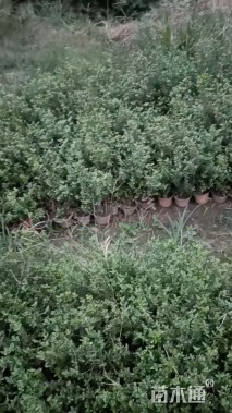 高度20厘米金边六月雪