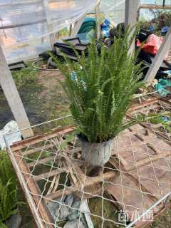 高度35厘米肾蕨