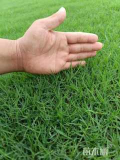 草卷状百慕大草