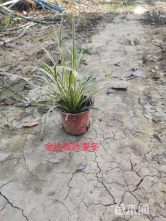 高度25厘米金边阔叶麦冬