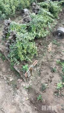 高度30厘米金边黄杨