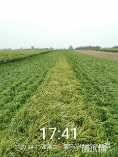 高度15厘米麦冬