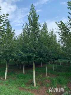 4公分欧洲小叶椴