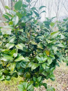 高度200厘米茶花