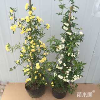 高度200厘米木香