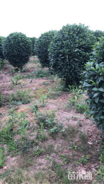 高度150厘米非洲茉莉