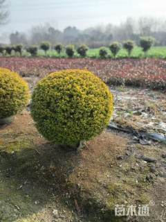 冠幅120厘米亮晶女贞球