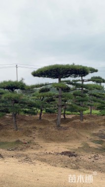 14公分造型黑松