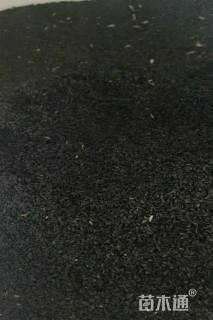 花葱种子大花葱种子