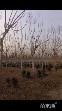 12公分黄山栾树