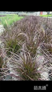 高度30厘米紫叶狼尾草