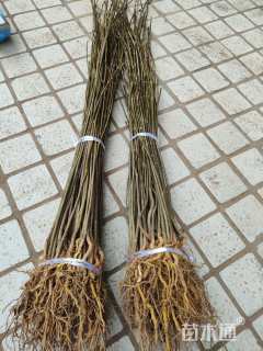 高度80厘米黄柏小苗