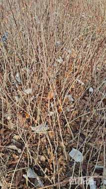 高度30厘米连翘小苗