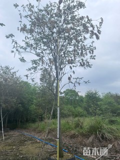 8公分黄花风铃木