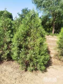 高度120厘米侧柏