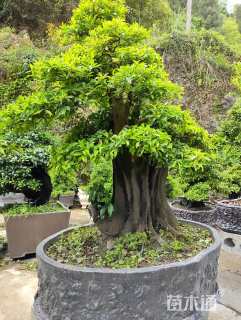 高度250厘米金弹子