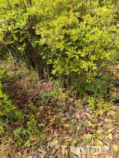 高度150厘米映山红