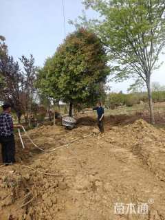 15公分红叶石楠