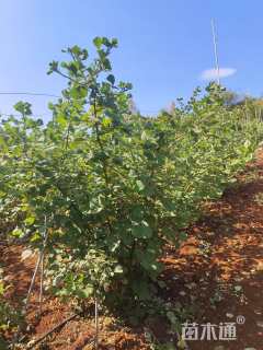 高度45厘米黄树莓
