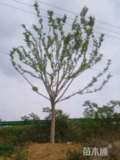 20公分多杆朴树