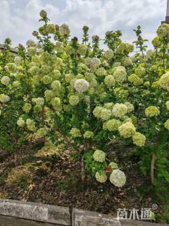 高度220厘米中华木绣球